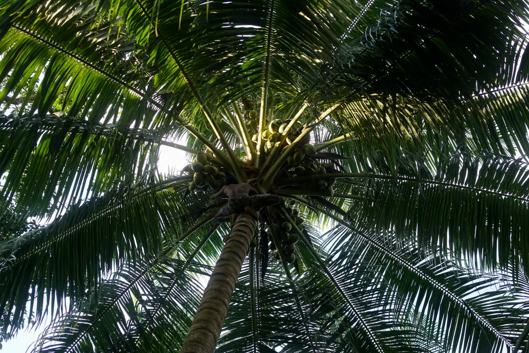 BBS in Sri Lanka