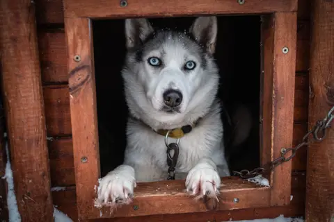 Dog sledding in Norway