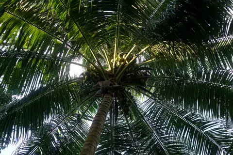 BBS in Sri Lanka