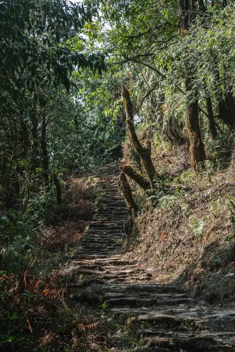 I went to the woods