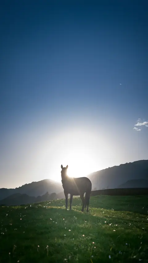 The Sacred Bond: Horses and the Kyrgyz People